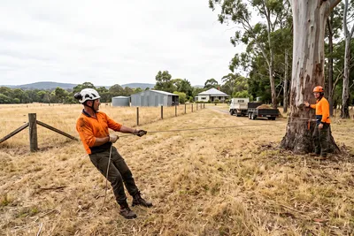 Tree crew tensioning a pull line to fell a large gum whole on an open Mount Evelyn paddock