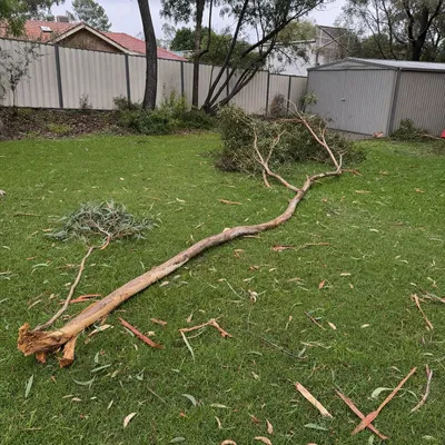 Before: Wind-snapped limb across a rural driveway, Mount Evelyn