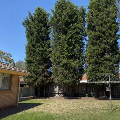 Before: Bushfire fuel reduction on a four-acre block, Mount Evelyn
