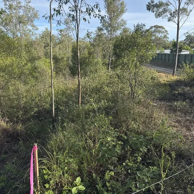 Before: Driveway widening and regrowth knockdown, Mount Evelyn