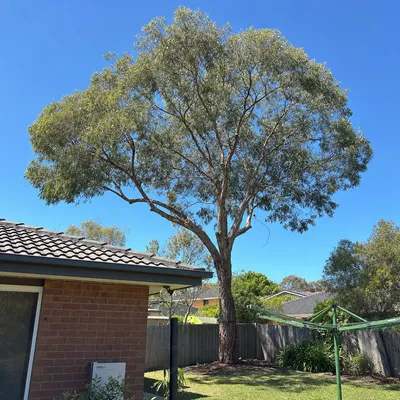 After: Deadwooding a retained habitat gum, Mount Evelyn