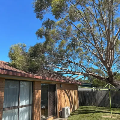 Before: Deadwooding a retained habitat gum, Mount Evelyn