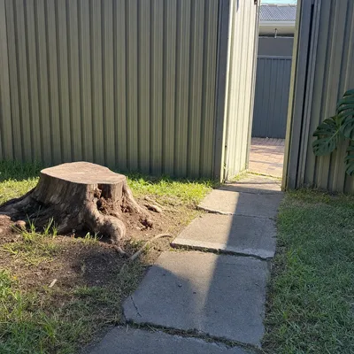 Before: Bulk mulching a felled windrow, Mount Evelyn