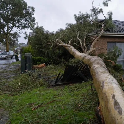 Emergency Tree Services in Mount Evelyn. Fast response when wind drops a limb across your driveway, a tree leans onto a shed, or a trunk fails over a paddock fence and traps stock or cuts off access.